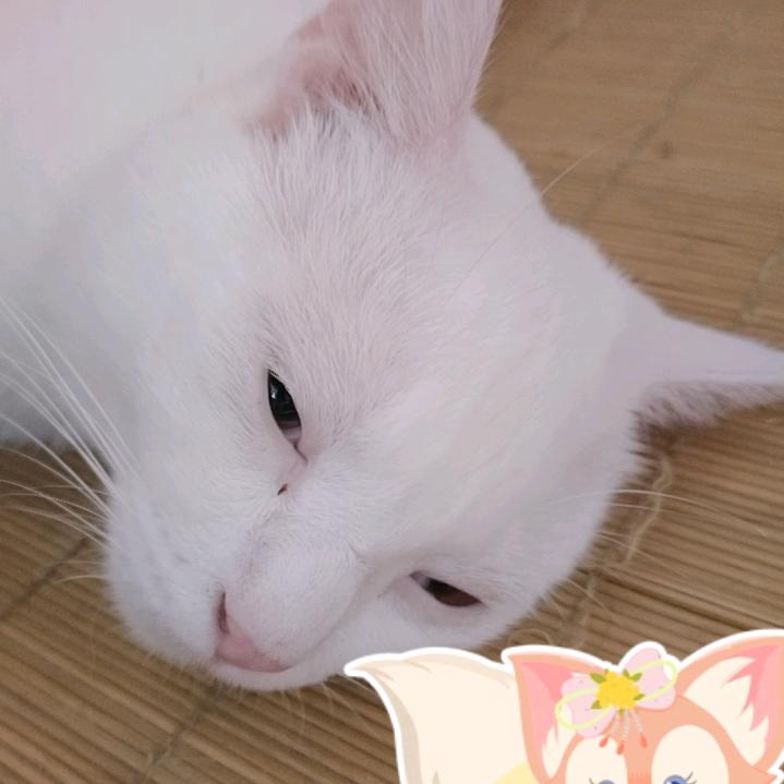 一叶知秋清风相思