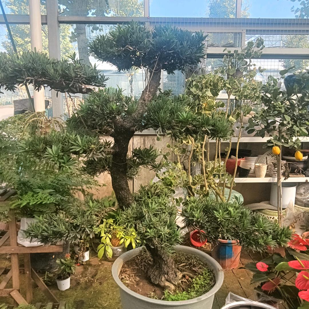 赵县东关花卉大棚·（鲜花 开业花篮预订）