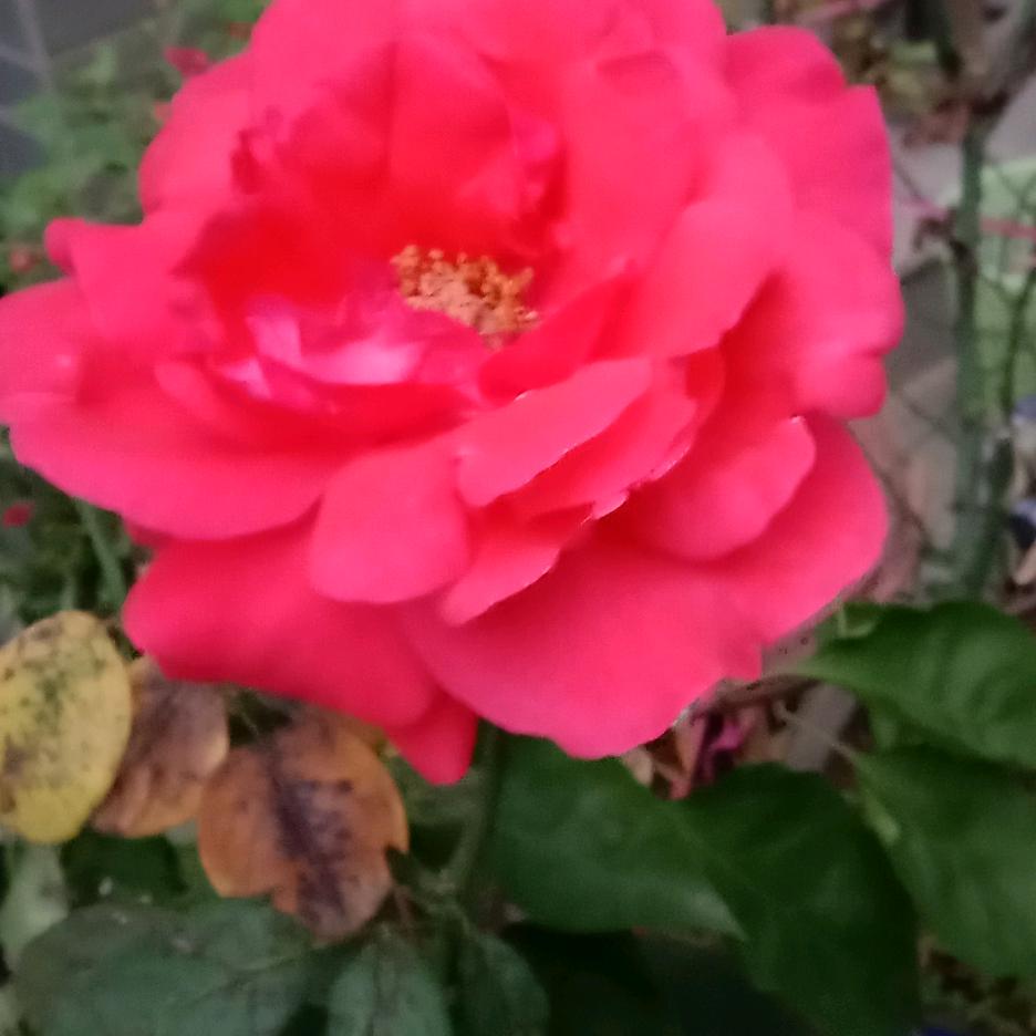 天天有个好心情