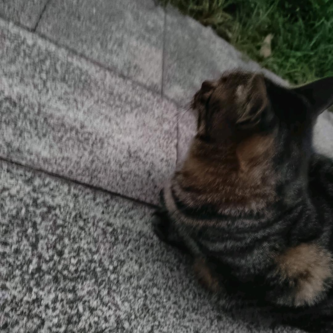 遮掩