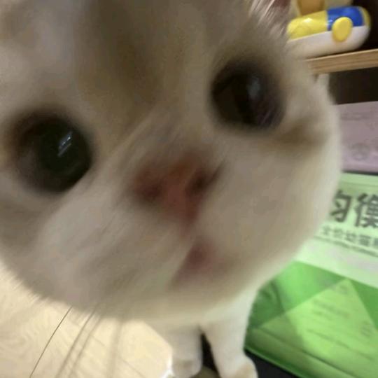 笨笨不笨.