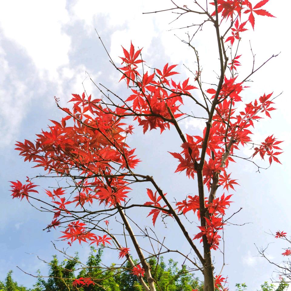 花好月圆