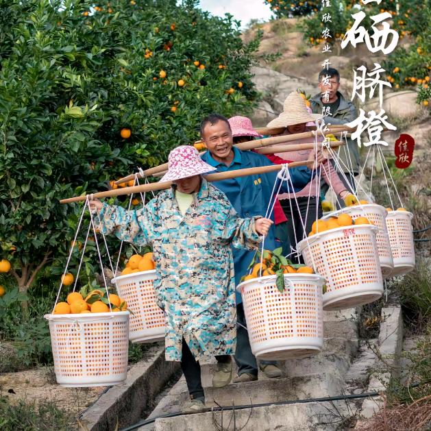 赣南脐橙明日达