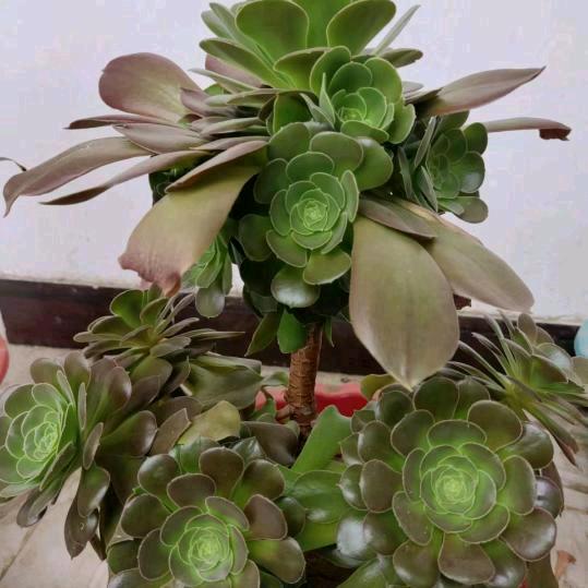 流浪海边的浪子哥