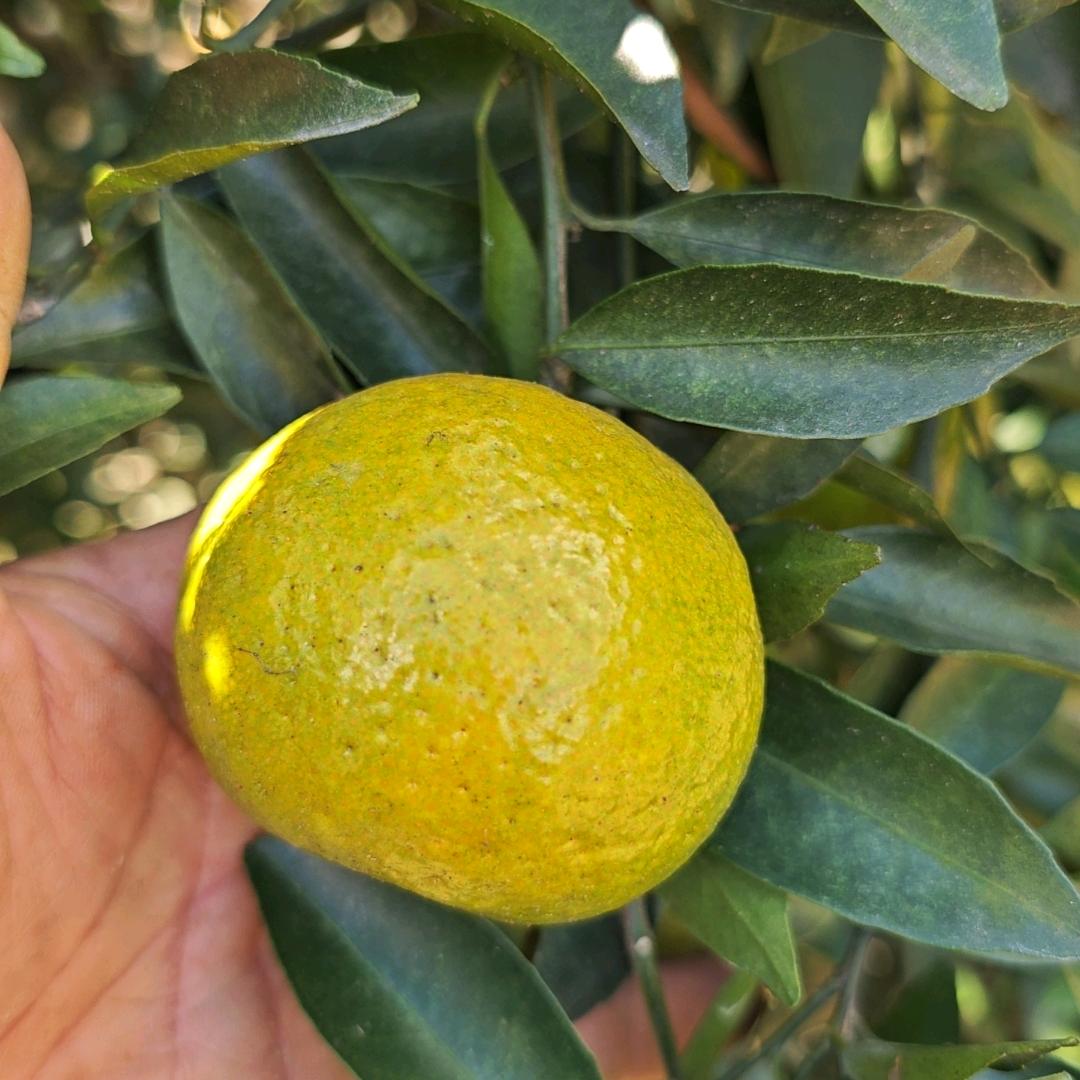 泉新陈皮专业合作社