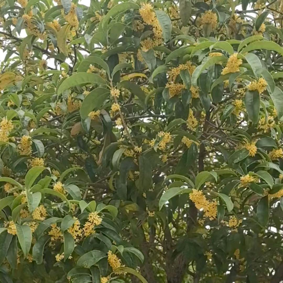 🍓🍓吉祥如意🍓🍓