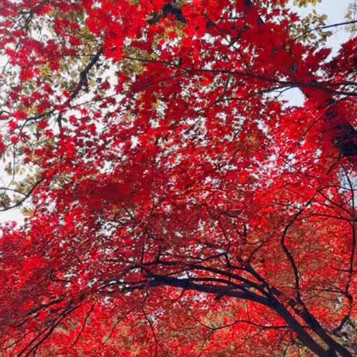 映山红