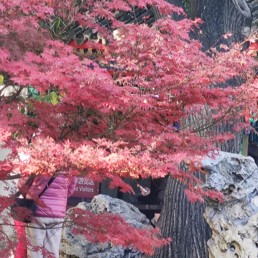 娇娇爱风景爱音乐