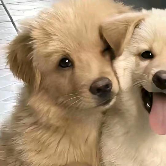 海的那边是波力海苔