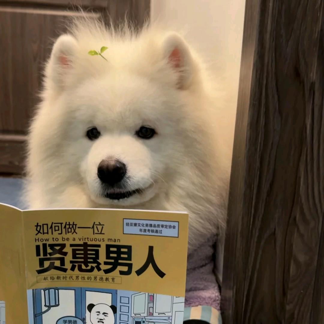 不若桃李嫁东风