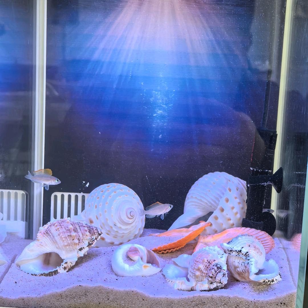 星煜玩水族(有问必答)