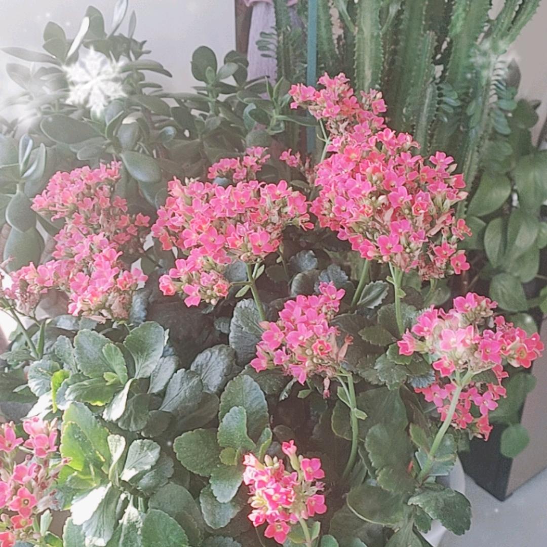 翠芳姐