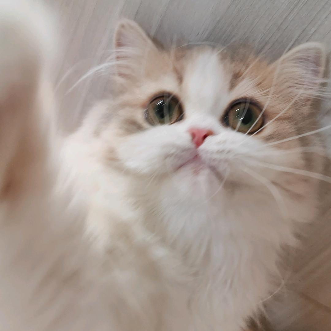 木木姐的猫🐈