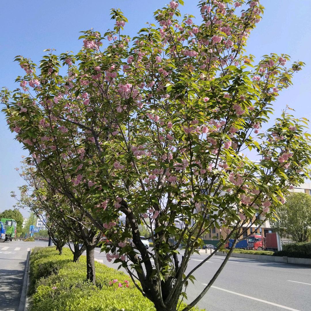 ✨💕ꦿ᭄有你就快乐༉ᩚ᭄