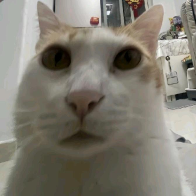 人，我是一只咪