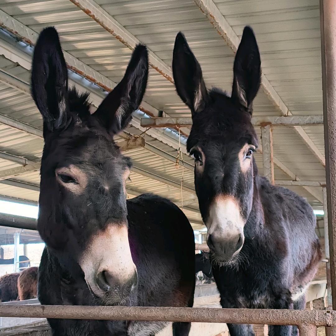 改良肉驴德州驴