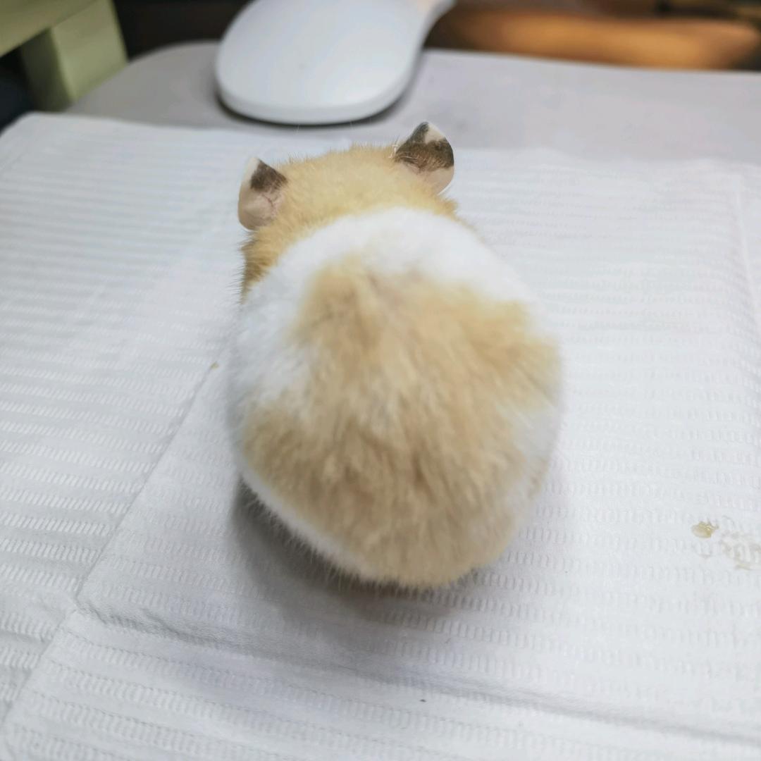 仓鼠乌托邦