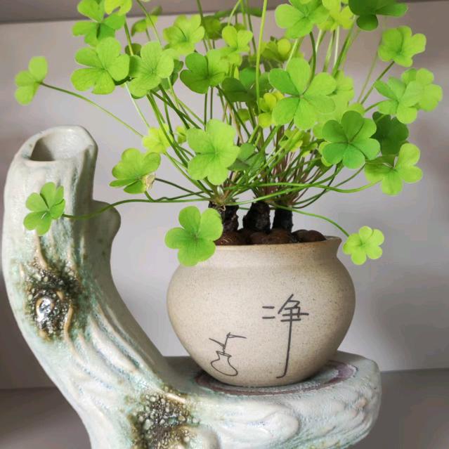 开封红姐