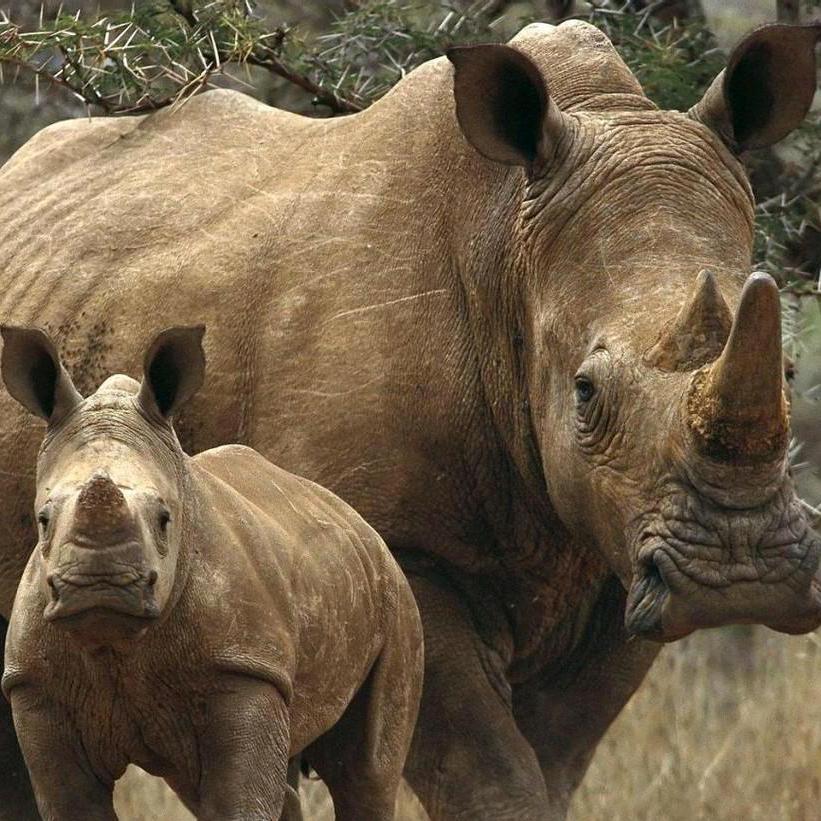 🦏牛气冲天🦏
