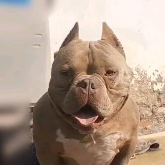 安徽淮北阿东恶霸犬舍《多条种公对外借配出