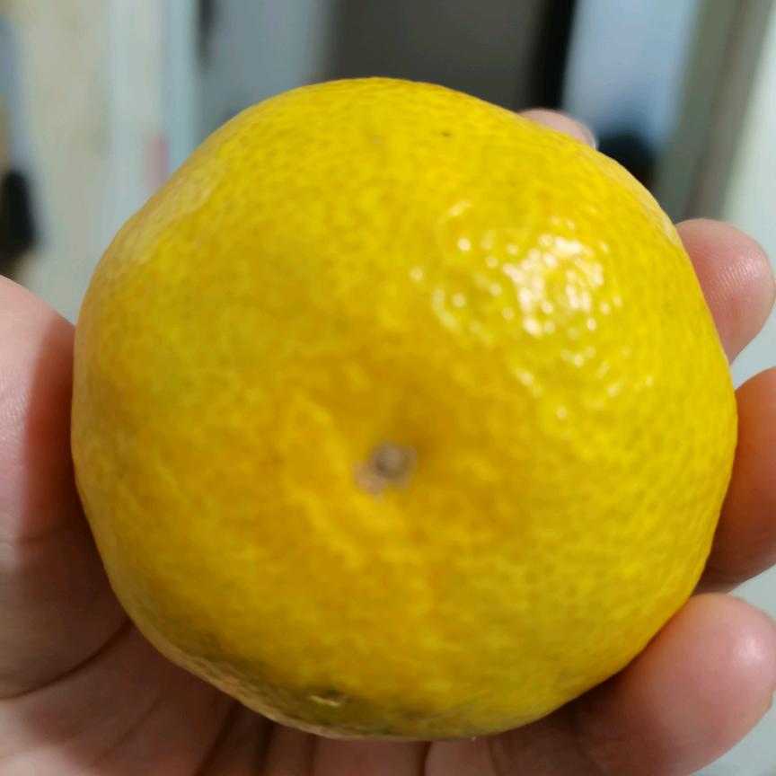 橘子