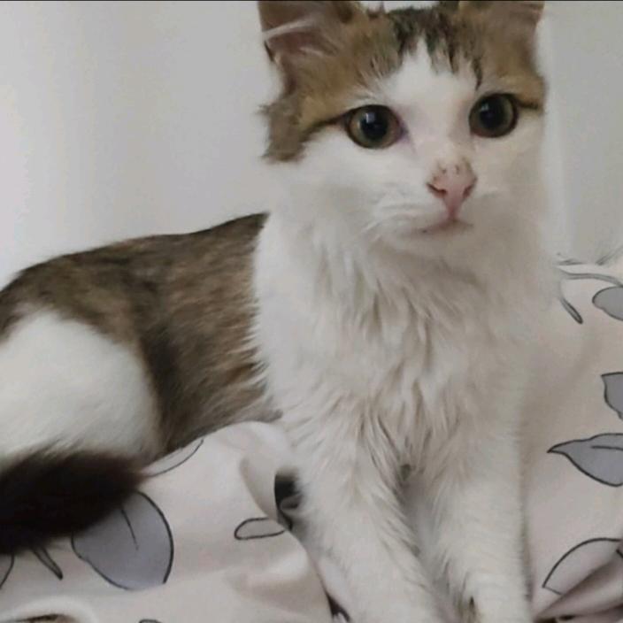 心动的猫◞ ̑̑