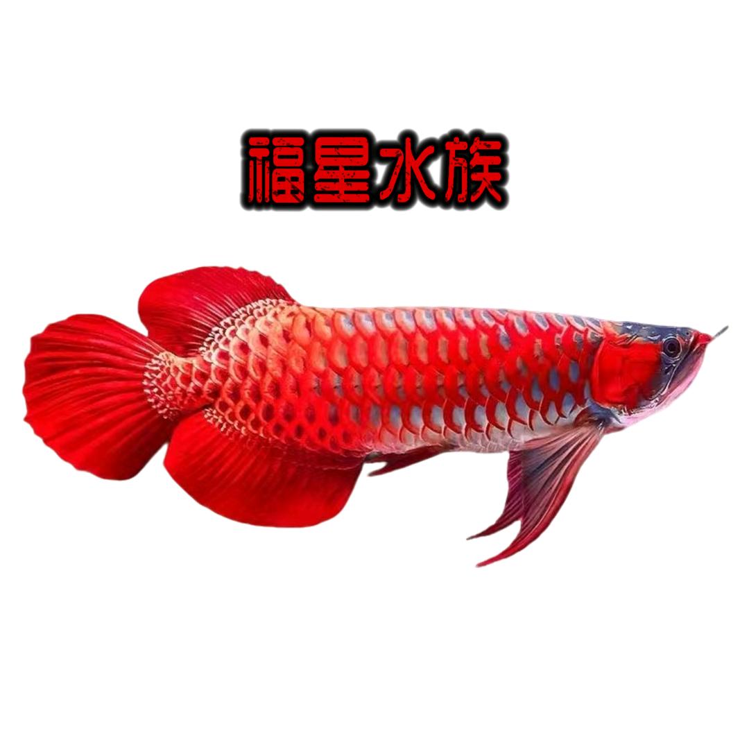 福星观赏鱼