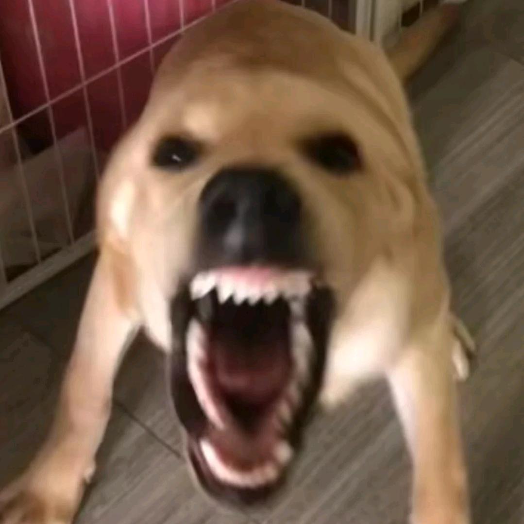 朝昭仪怡