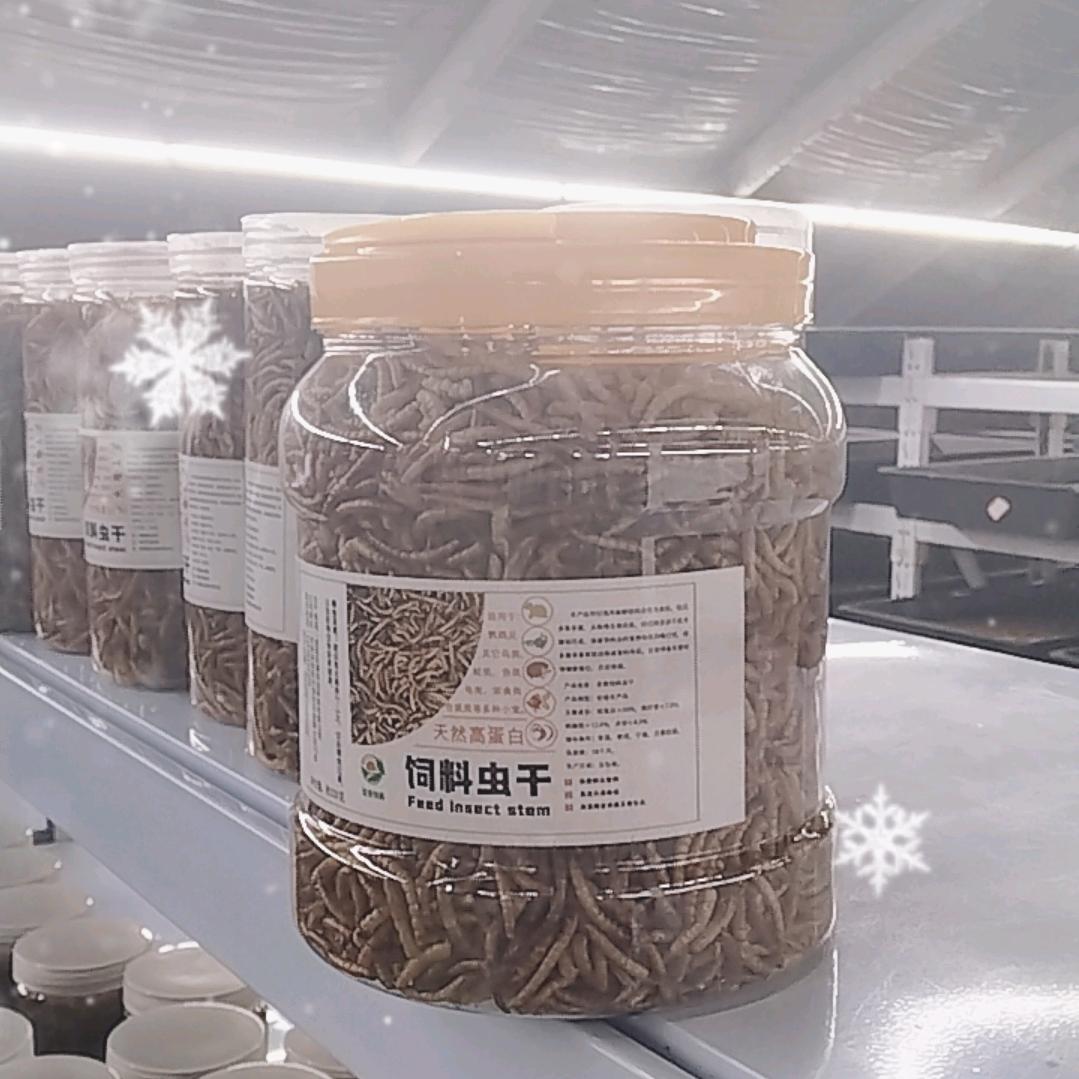 黄粉虫.蝎子养殖.小张