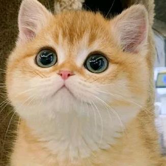 ~ 好运发射biu～✨