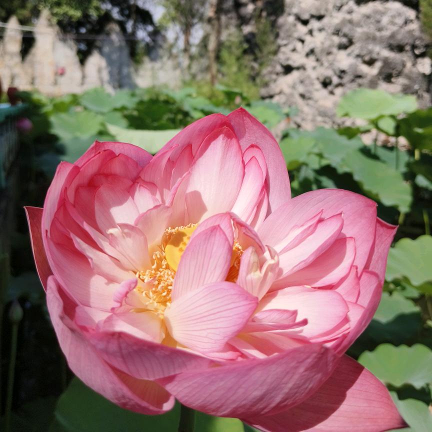 雨荷《拒私聊》