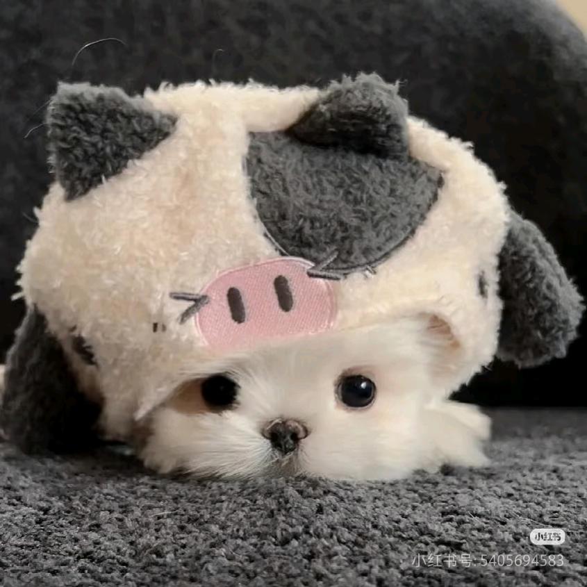 慧姐