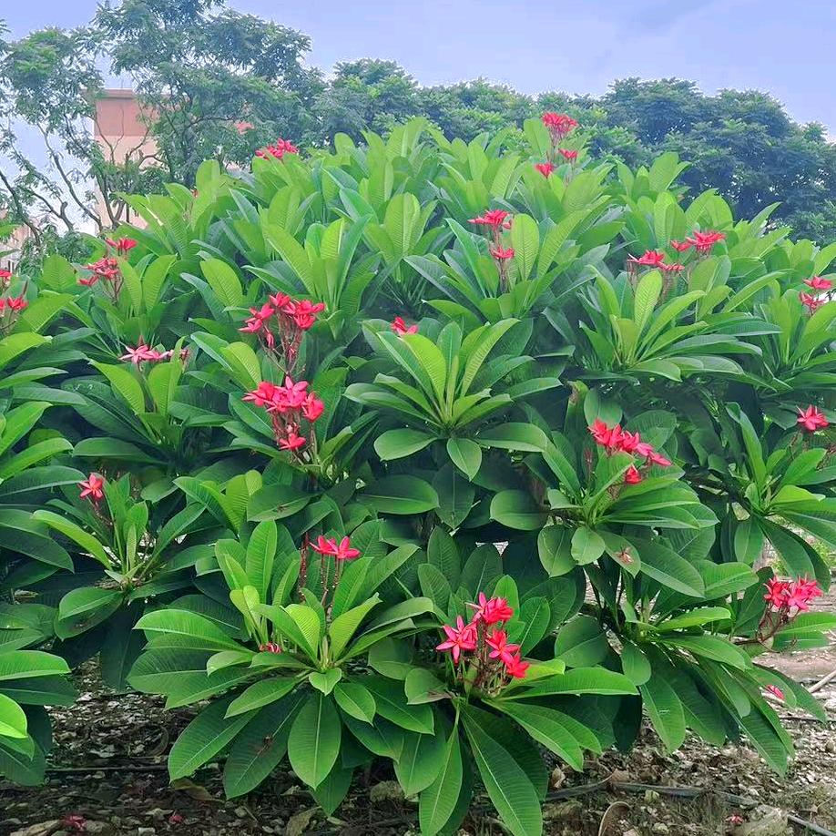 众心花卉绿植