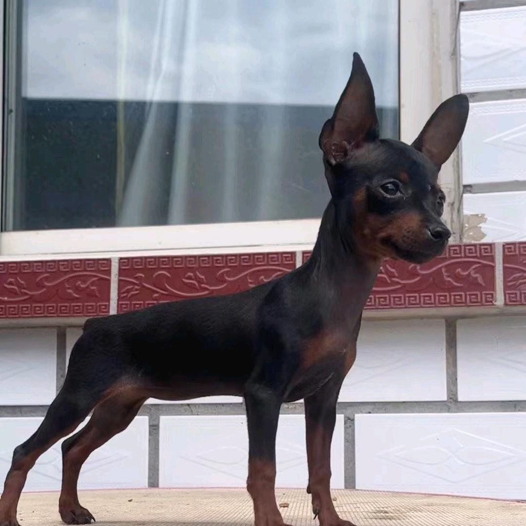小鹿犬$