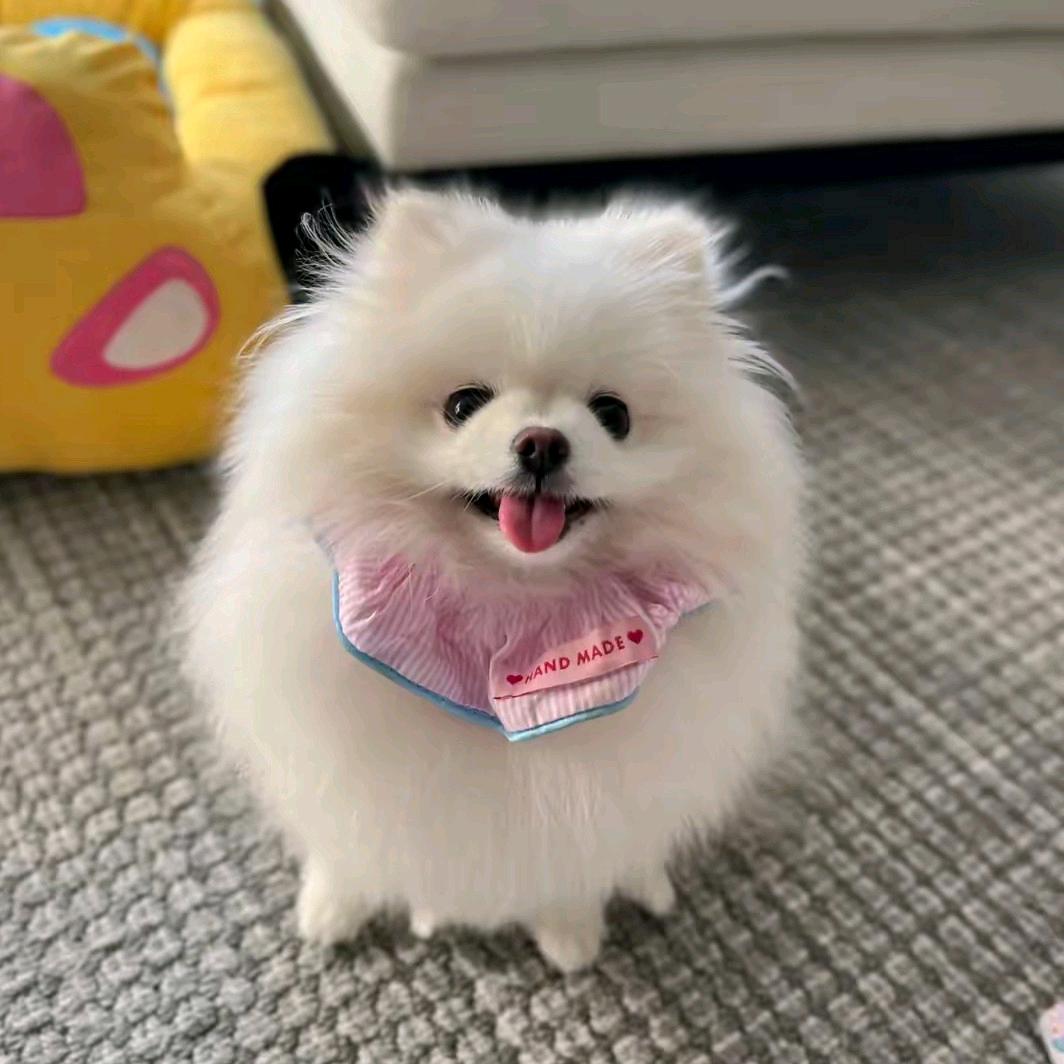 小霜玩具