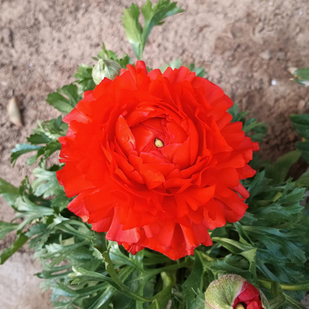 ☞陕西十三哥☜（忠诚粉丝）