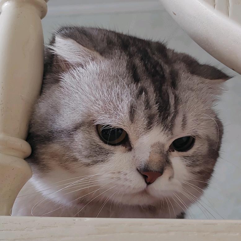 还没想好叫什么