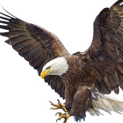 🇨🇳战🦅鹰🇨🇳