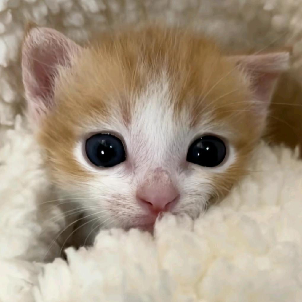 十八亿少男少女的梦