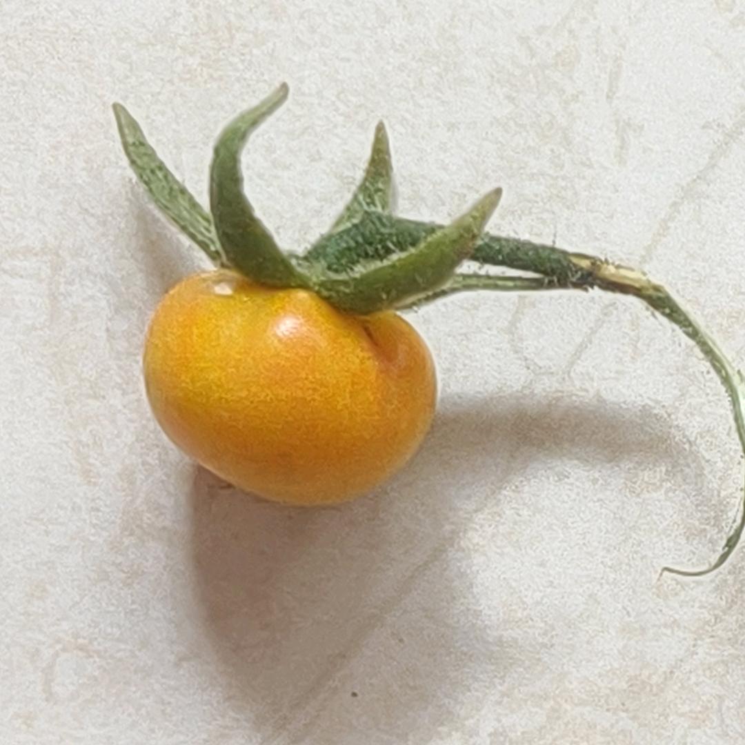 栓Q