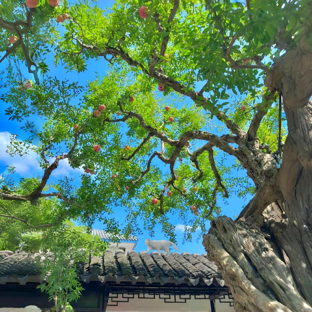 安安…