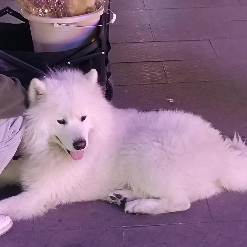 若若.