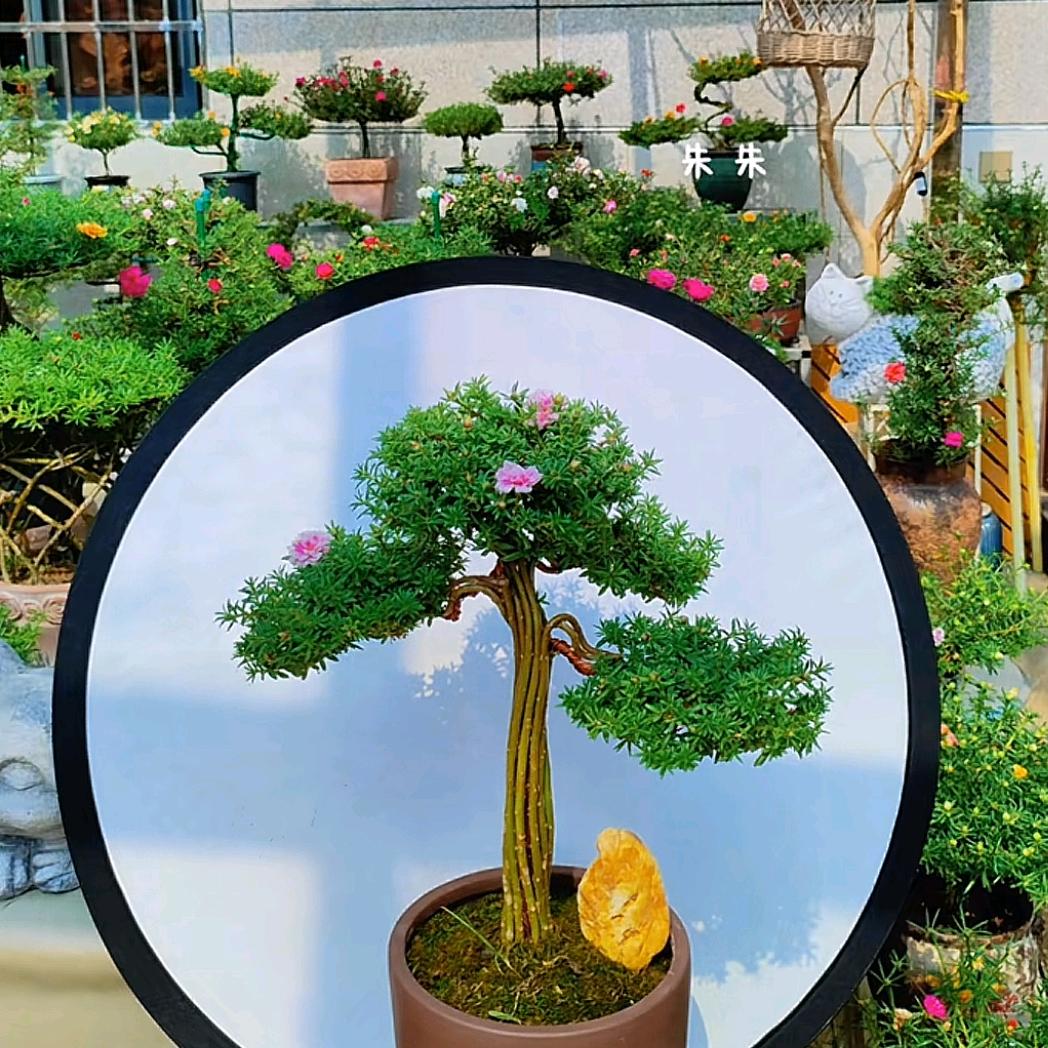 朱朱的花园