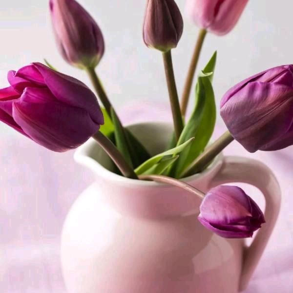 破茧成蝶（拒扰）