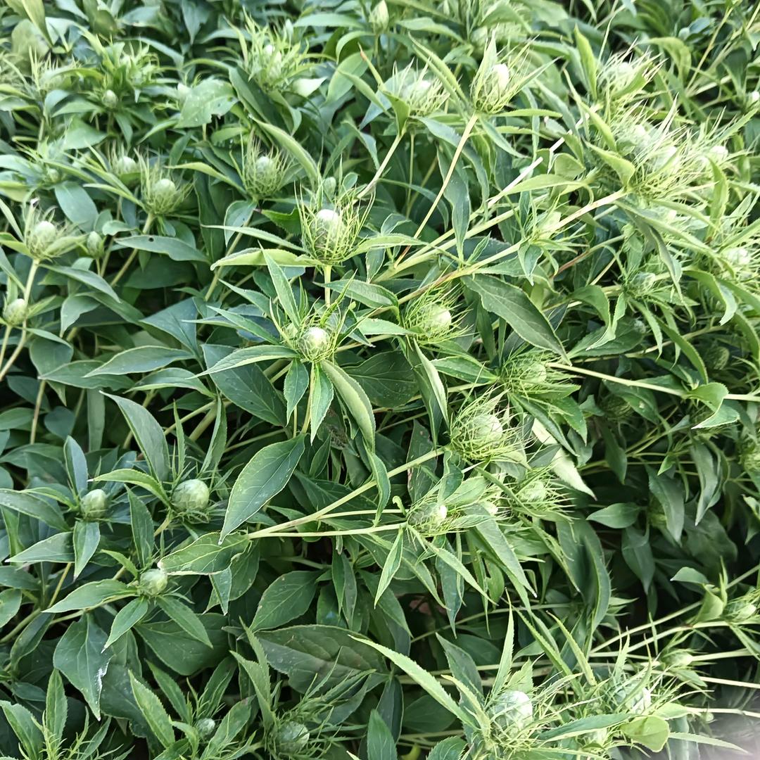 中药材种植基地