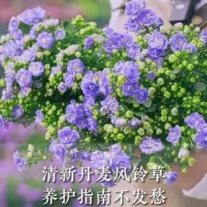 桔子笑