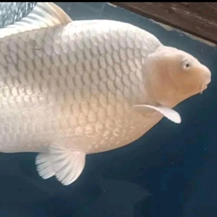 花鸟虫鱼爱养鲤