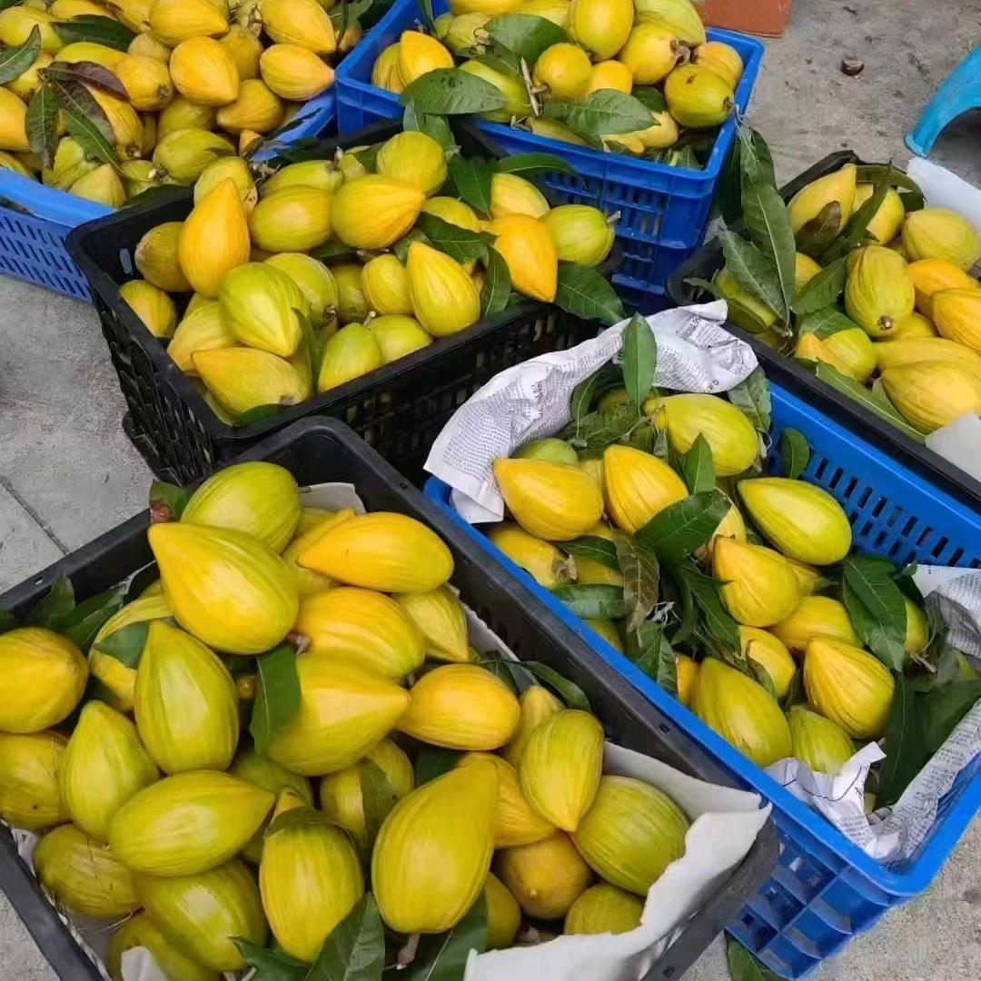 正宗海南热带水果