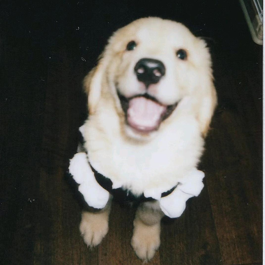 爱吃巧克力派的狗