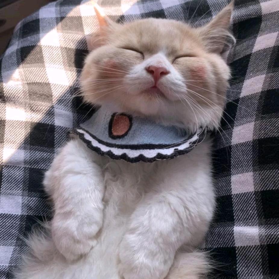 懒猪起床